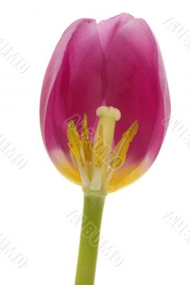 Tulip