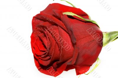 red rose
