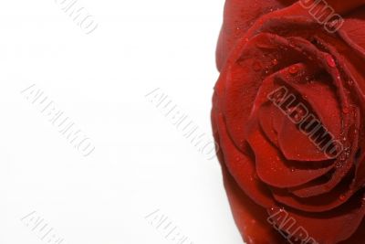 On a photo a red rose by macro lens