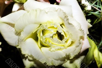 On a photo a white rose by macro lens