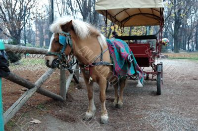 Horse, carriage