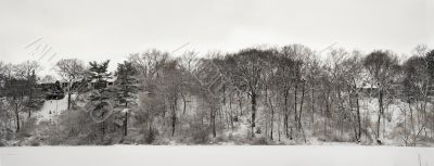 Lace winter trees on the iced lake shore