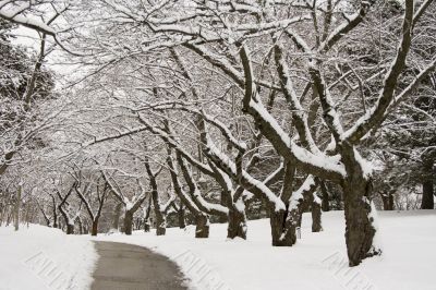 Lace winter trees