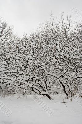 Lace winter trees
