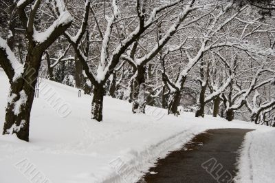 Lace winter trees