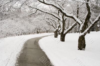 Lace winter trees