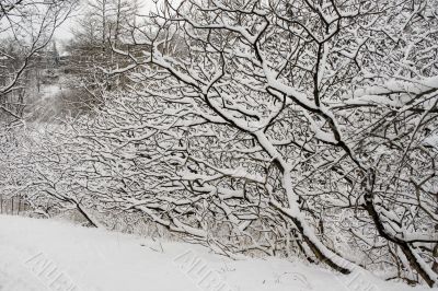 Lace winter trees