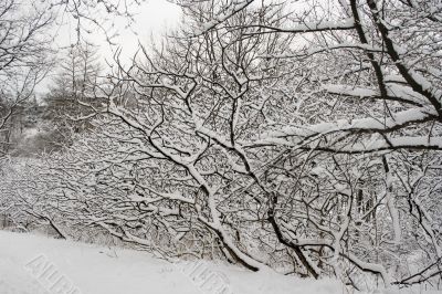Lace winter trees