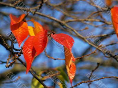 Cherry leaves