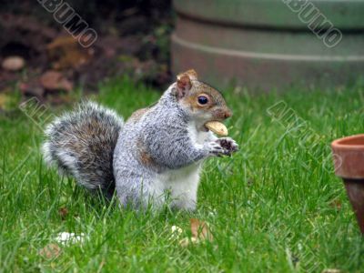 Squirrel with nut