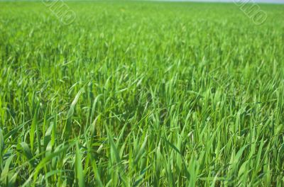 Grass