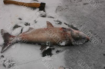 Fish on ice. Fish,ice, water, snow.