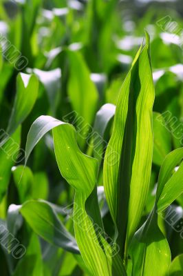 Growing corn