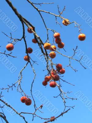 Persimmon Branch