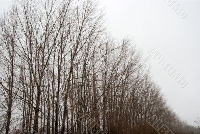 Trees
