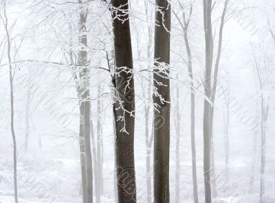 Fog