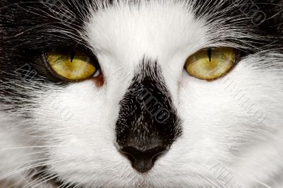 Cate