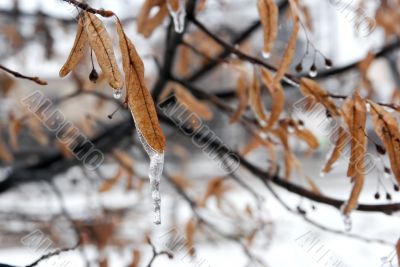 Frozen leaves of a tree in winter
