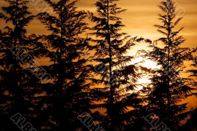 Silhouettes