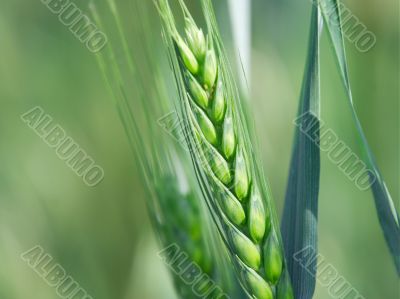 Wheat