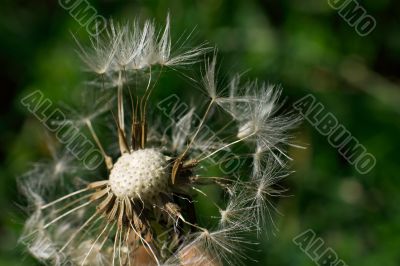 Dandelion