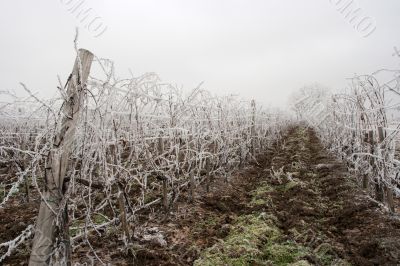 Winter grapeyard