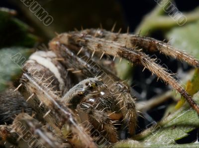 spider
