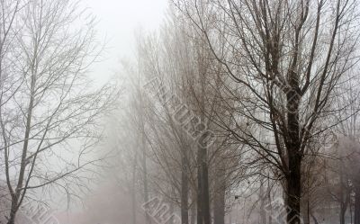 Foggy