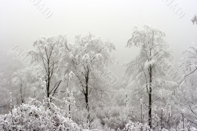 Winter