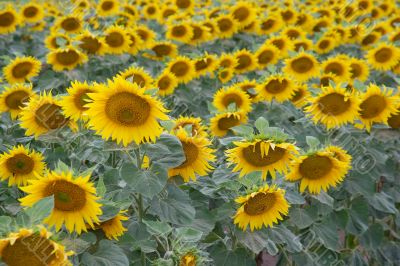 Sunflowers