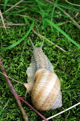 Snail