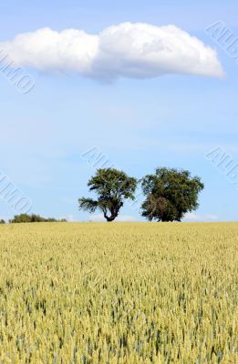 Cornfield with Trees