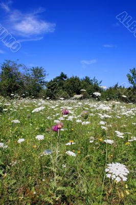 Wildflower Meadow