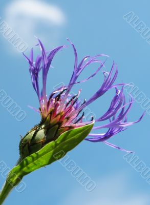 Cornflower