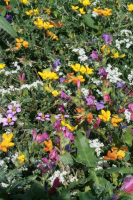 wild spring summer flowers