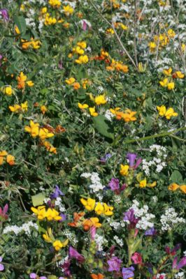 wild spring summer flowers