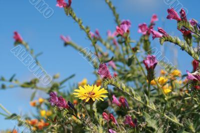 wild spring summer flowers