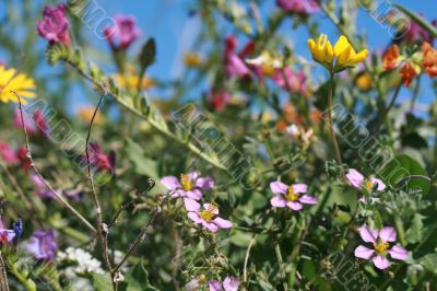 wild spring summer flowers