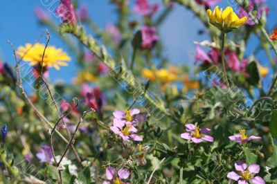 wild spring summer flowers