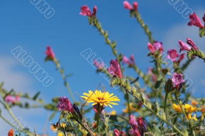 wild spring summer flowers