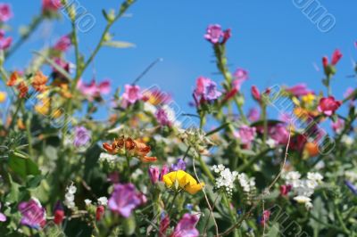 wild spring summer flowers