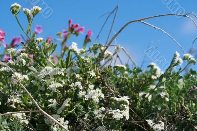 wild spring summer flowers