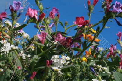 wild spring summer flowers
