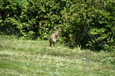 Young Rabbit