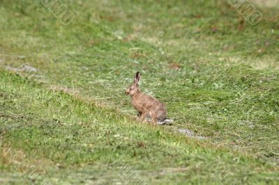 Young Rabbit