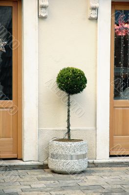 cristmas tree on a street