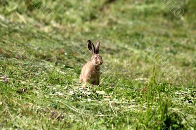 Young Rabbit