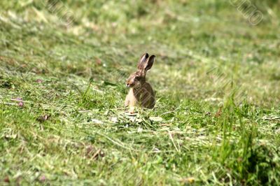 Young Rabbit