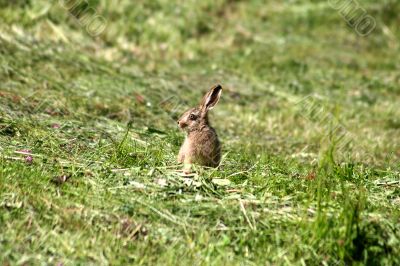 Young Rabbit