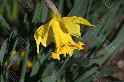 Daffodil with fly